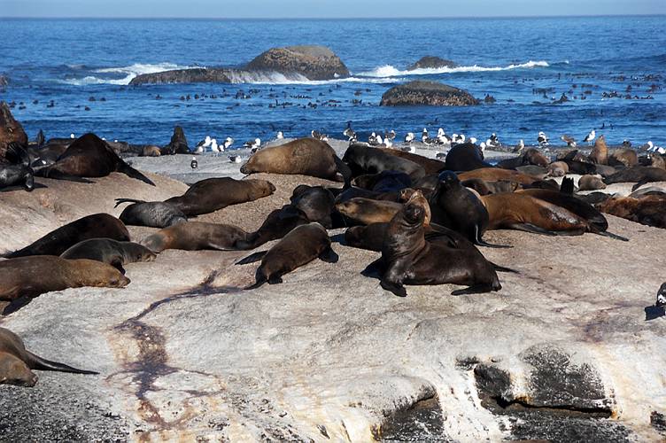 05-hout bay_017